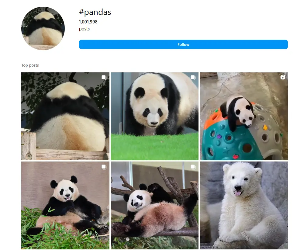 Animals Hashtags Pandas Hashtags