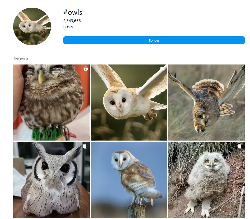 Animals Hashtags Owls Hashtags