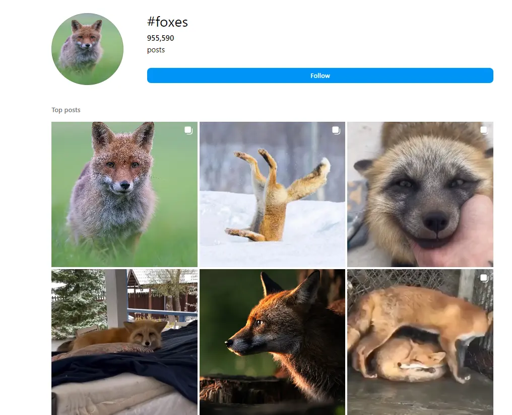 Animals Hashtags Foxes Hashtags