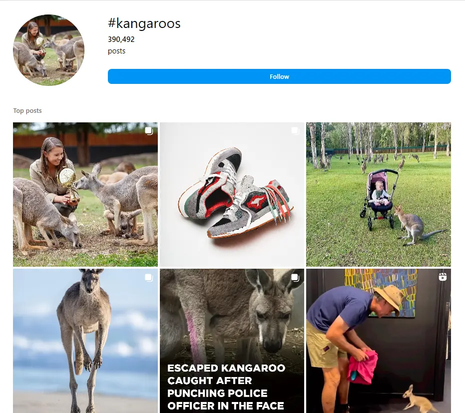 Animals Hashtags Kangaroos Hashtags